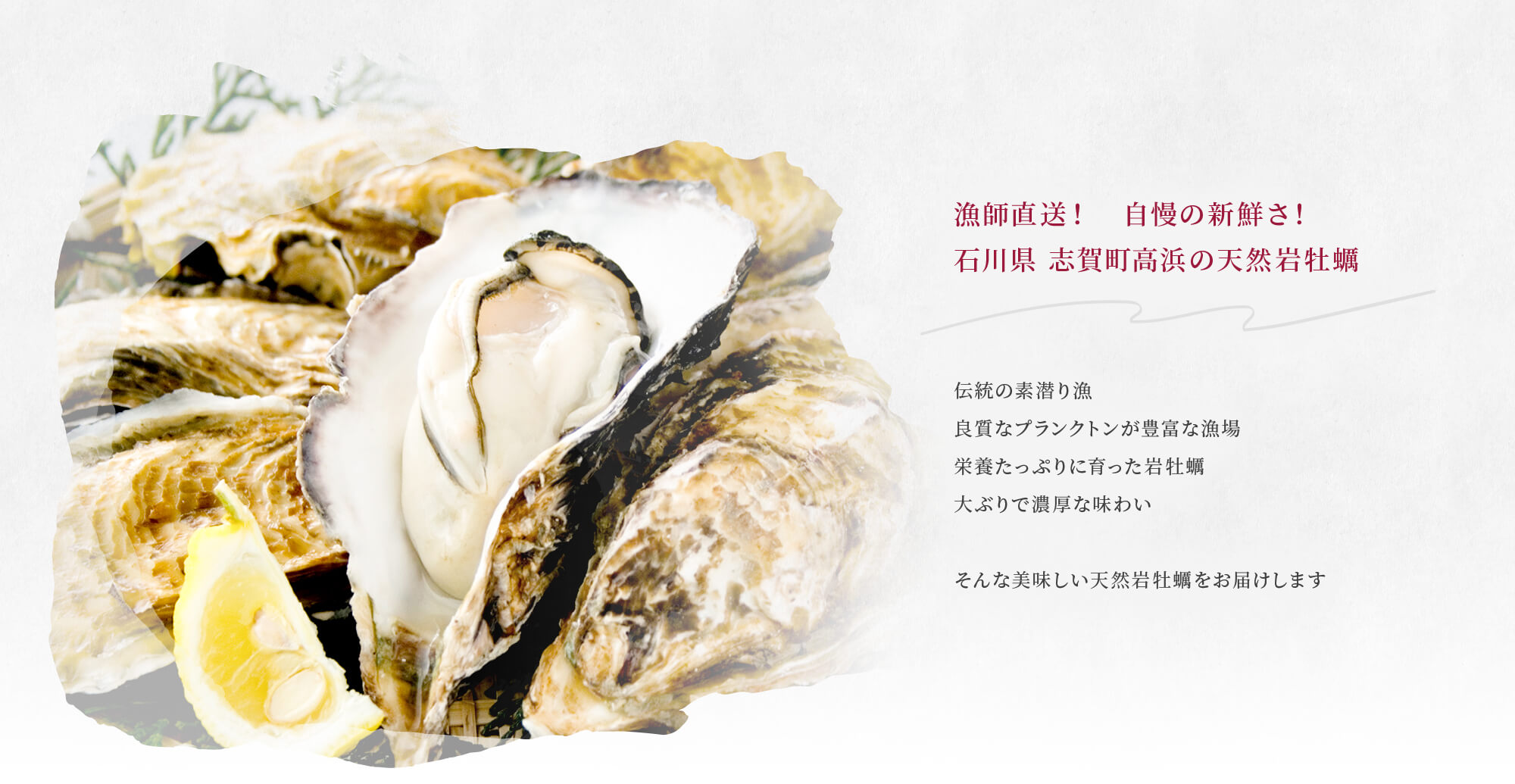 漁師直送！　自慢の新鮮さ！ 石川県 志賀町高浜の天然岩牡蠣  伝統の素潜り漁 良質なプランクトンが豊富な漁場 栄養たっぷりに育った岩牡蠣 大ぶりで濃厚な味わい  そんな美味しい天然岩牡蠣をお届けします